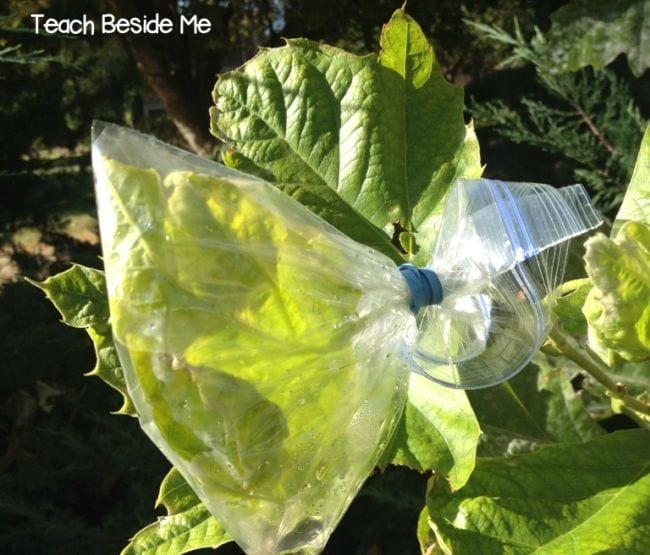 Tree branch with leaves covered with an air-tight plastic bag (First Grade Science Experiments)