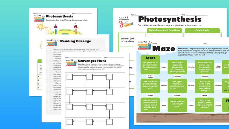 photosynthesis bundle