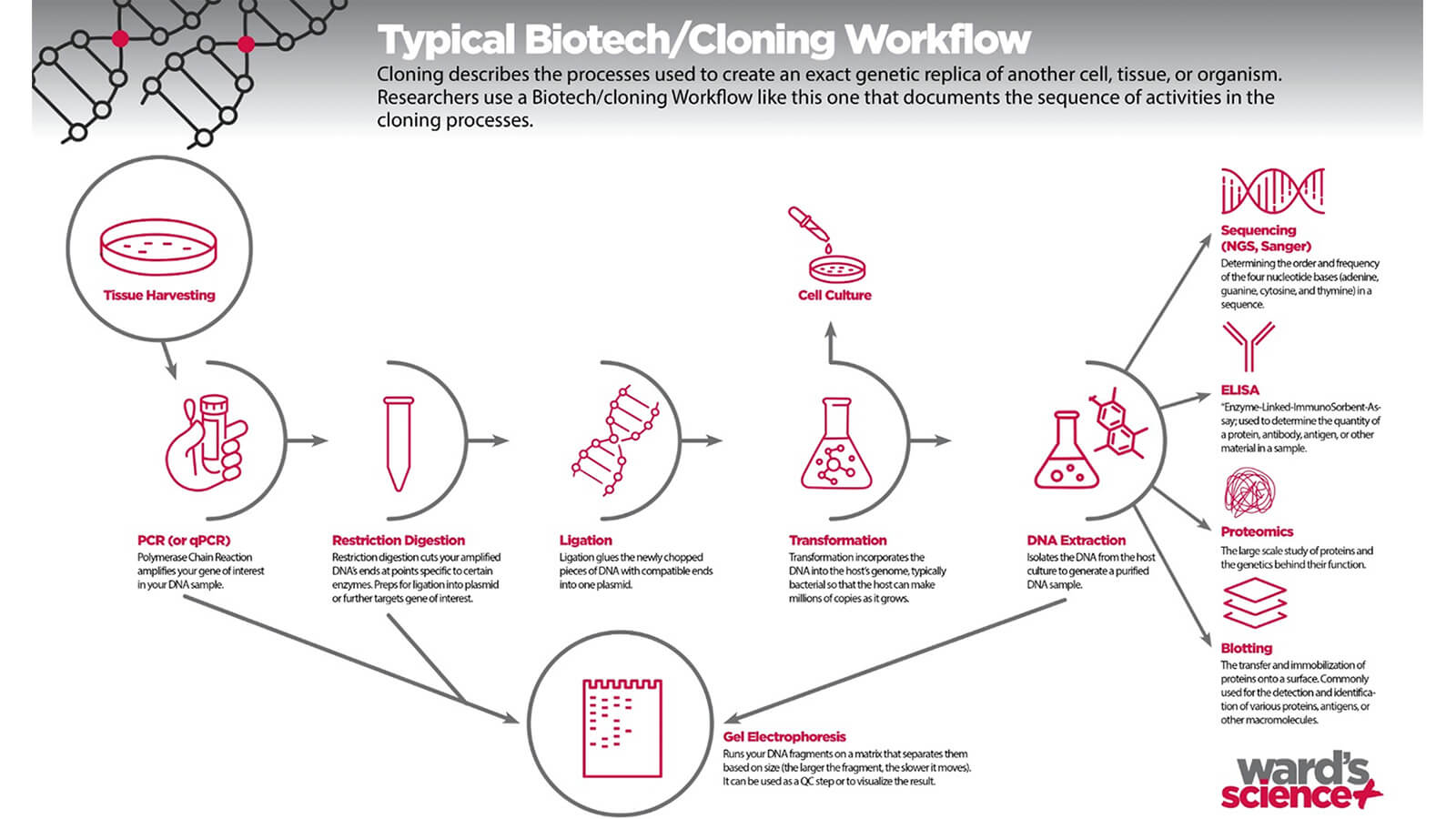 Cloning Workflow